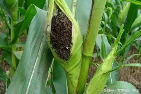 玉米苗期缺素病害高清图谱大全,玉米各种病害图片大全大图