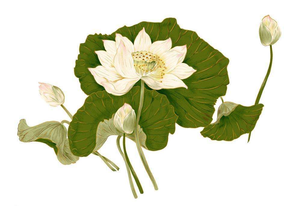 关于荷花古诗词100首,关于荷花的十首古诗词