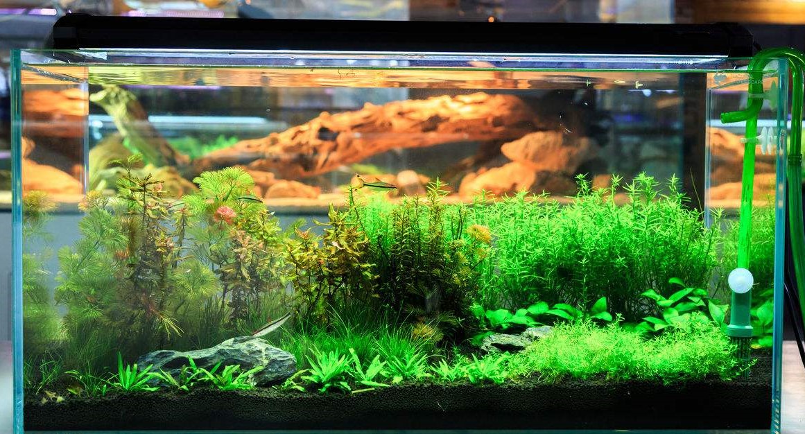 金鱼鱼缸水总是浑浊怎么处理,小鱼缸养金鱼水总是浑浊