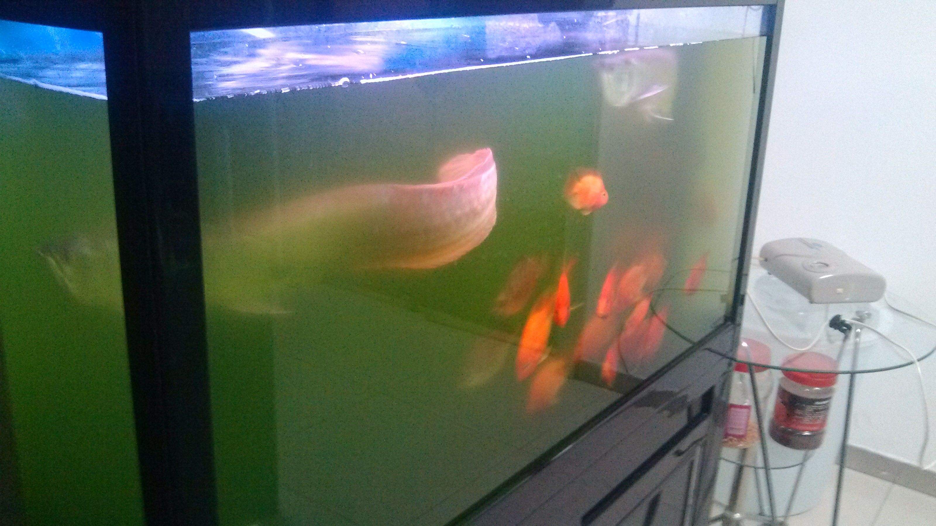 金鱼鱼缸水总是浑浊怎么处理,小鱼缸养金鱼水总是浑浊