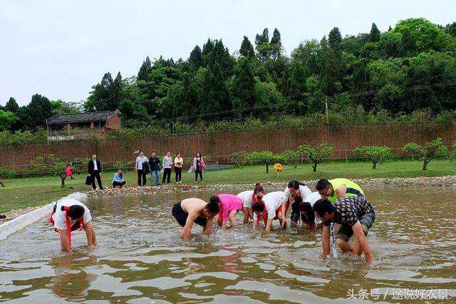 井陉豌豆农庄一日游,孙庄村豌豆农庄