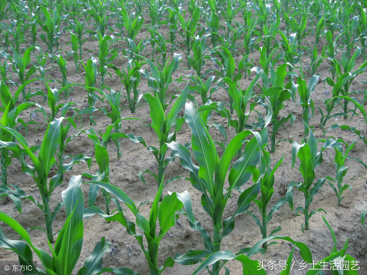 玉米倒伏的主要原因有哪些,玉米倒伏怎么解释