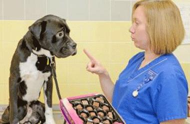 养狗后不仅不能吃独食还被偷零食！想纠正狗子偷吃，你该知道这些