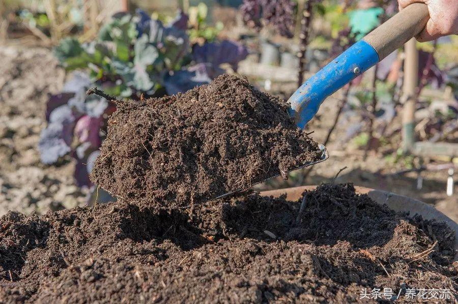 制作有机液肥最好的原料,自制有机液肥的制作方法