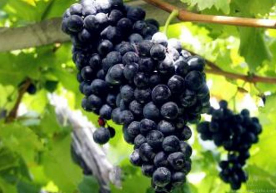 美国最出名的葡萄酒是什么,葡萄酒美国