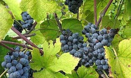 美国最出名的葡萄酒是什么,葡萄酒美国