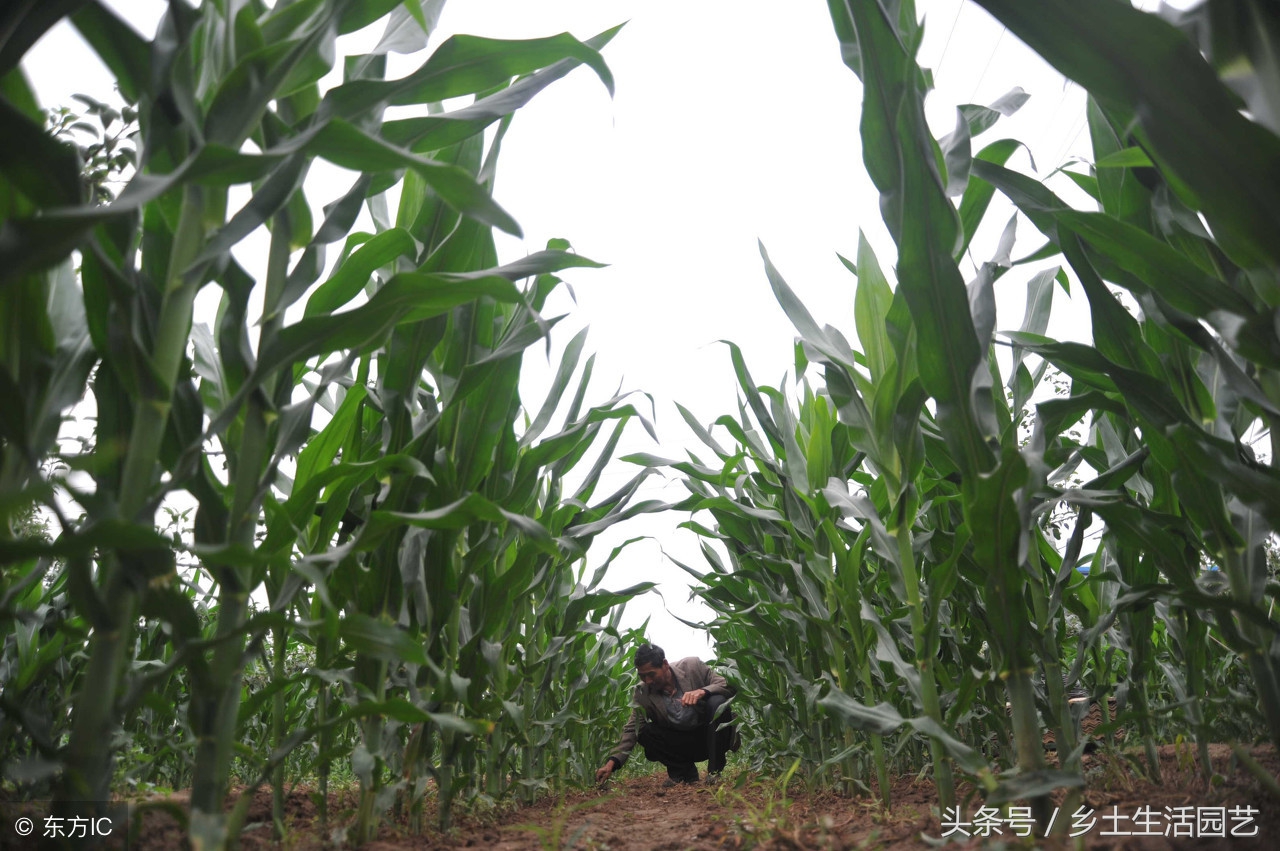 玉米倒伏的主要原因有哪些,玉米倒伏怎么解释