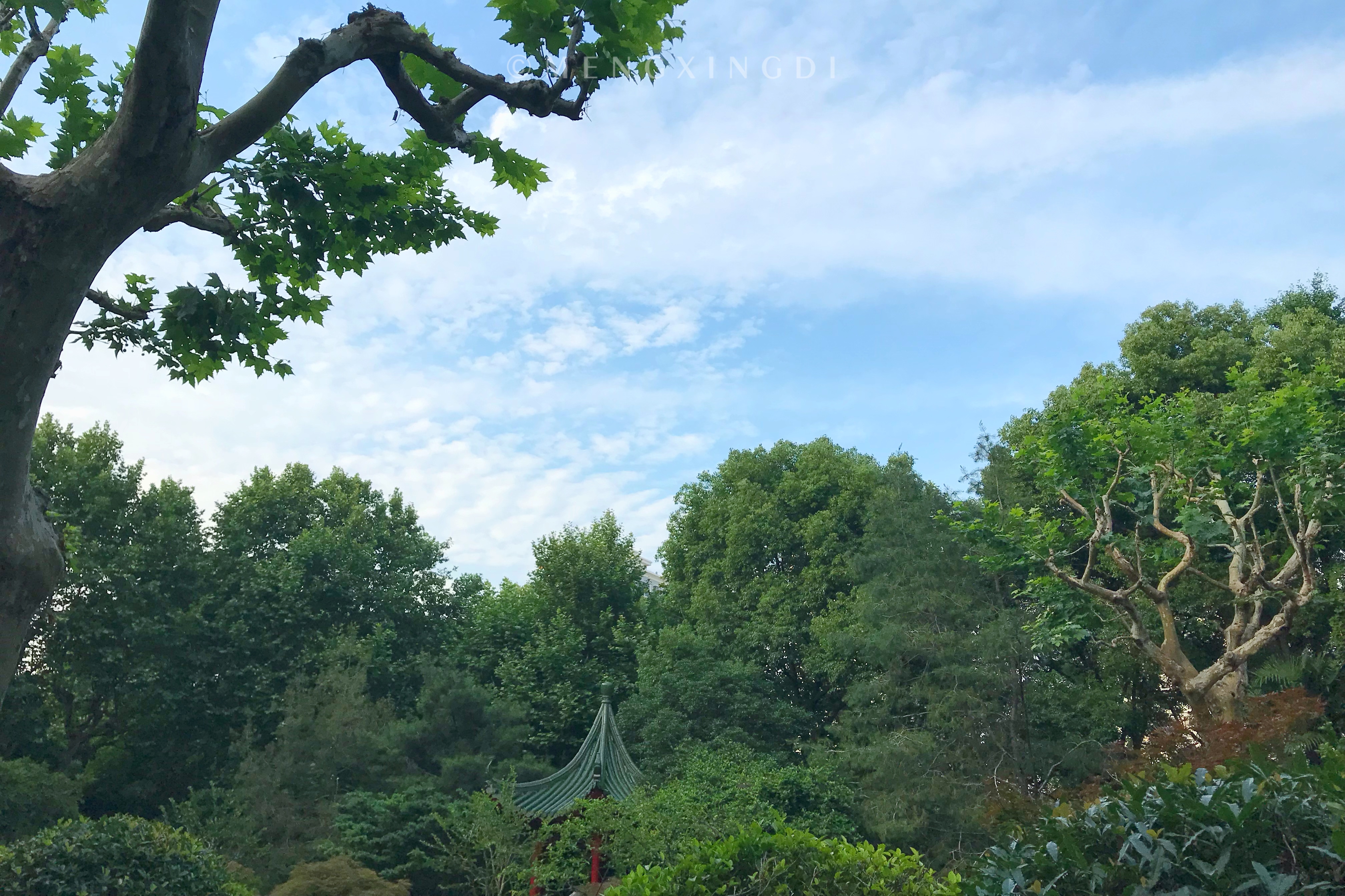 上海消暑园林好去处,上海初秋的长风公园