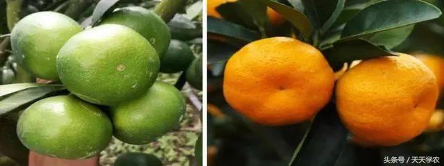 种植露天红美人柑橘前景如何,露天种植红美人柑橘