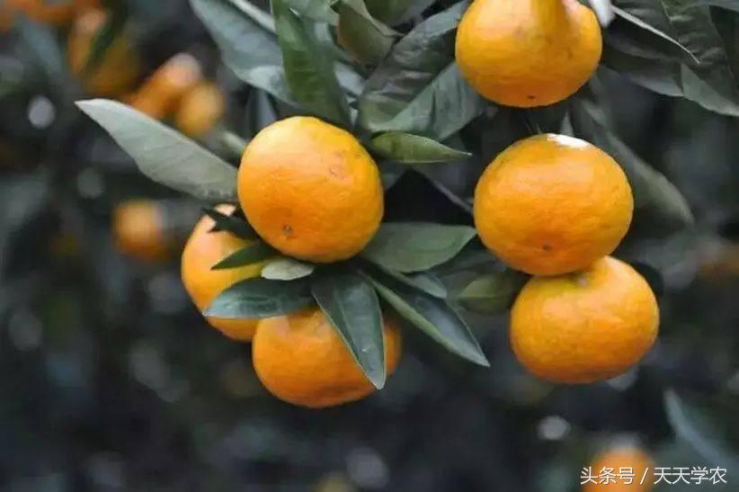 种植露天红美人柑橘前景如何,露天种植红美人柑橘