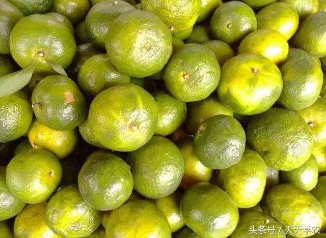 种植露天红美人柑橘前景如何,露天种植红美人柑橘