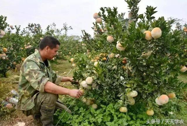 种植露天红美人柑橘前景如何,露天种植红美人柑橘