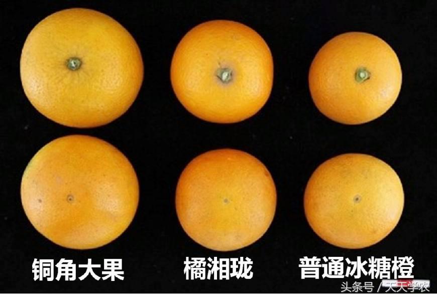 种植露天红美人柑橘前景如何,露天种植红美人柑橘