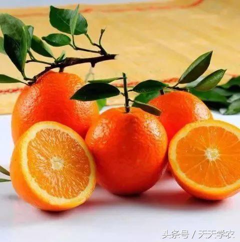 种植露天红美人柑橘前景如何,露天种植红美人柑橘