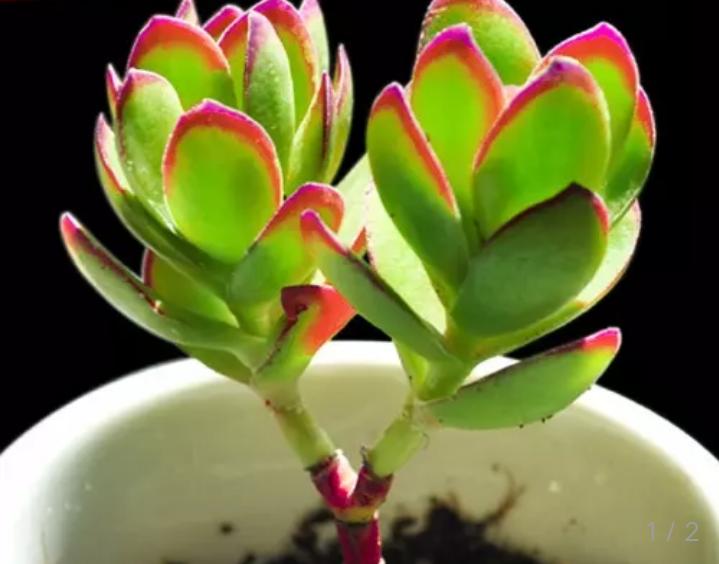 多肉天狗之舞：看不腻的多肉，小清新天狗之舞养殖法