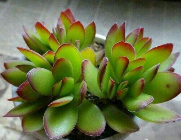 多肉天狗之舞：看不腻的多肉，小清新天狗之舞养殖法