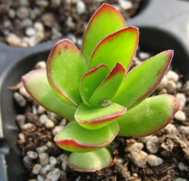 多肉天狗之舞：看不腻的多肉，小清新天狗之舞养殖法