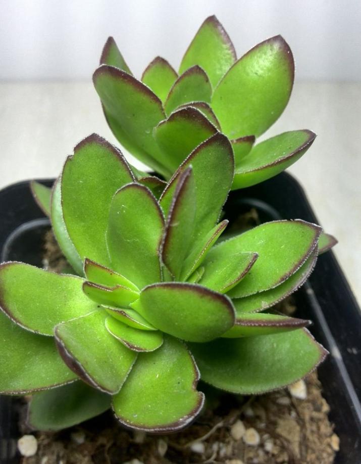 多肉天狗之舞：看不腻的多肉，小清新天狗之舞养殖法