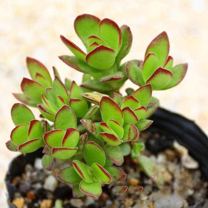 多肉天狗之舞：看不腻的多肉，小清新天狗之舞养殖法