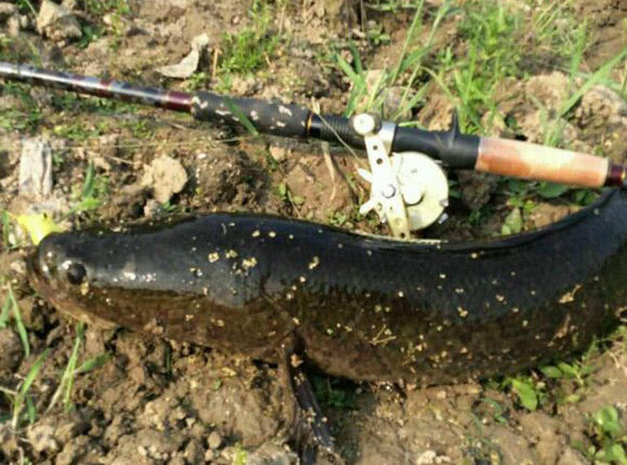 岳父家附近几处野塘，活捉6条“老黑”