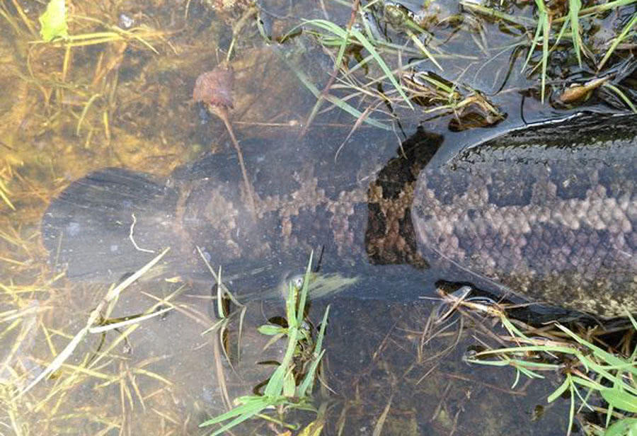 岳父家附近几处野塘，活捉6条“老黑”