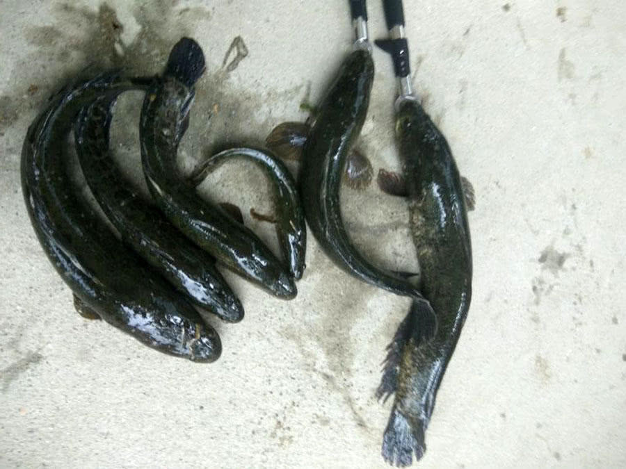 岳父家附近几处野塘，活捉6条“老黑”