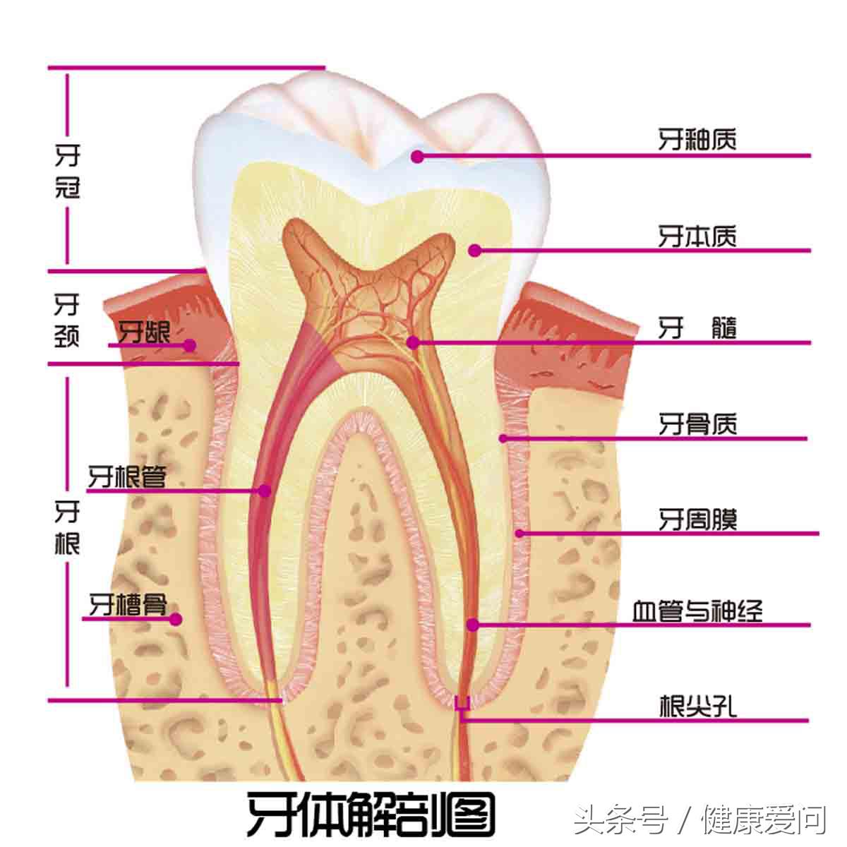牙疼上火了吃什么中药好得快,白芷细辛三味中药治疗牙疼