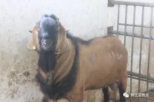 努比亚山羊和小耳山羊区别,努比亚山羊介绍