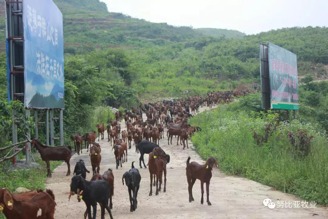 努比亚山羊和小耳山羊区别,努比亚山羊介绍
