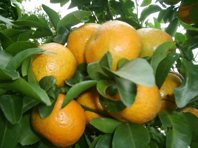 柑子是什么水果,柑子古代什么叫法