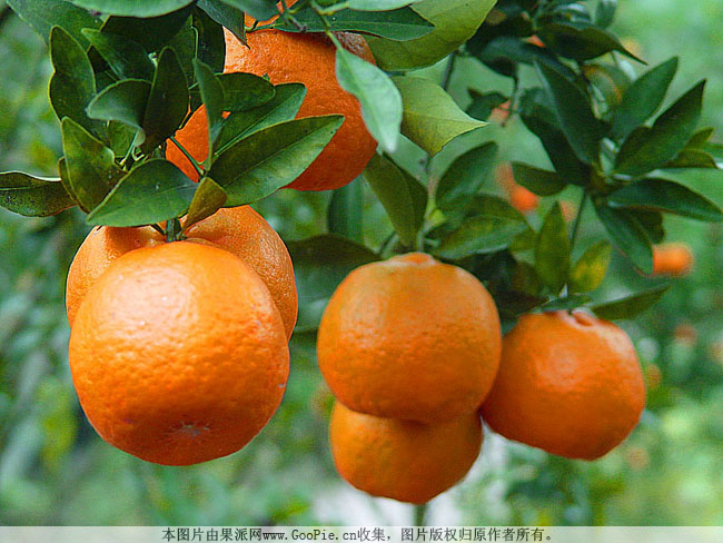 柑子是什么水果,柑子古代什么叫法