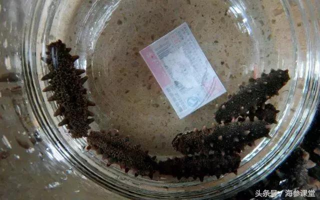 海参筋会限制海参的泡发吗,带筋海参和不带筋海参的区别