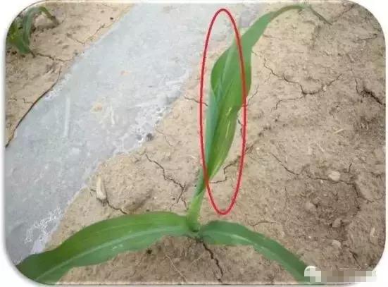 玉米小苗卷叶是什么原因,玉米卷叶是什么原因引起的