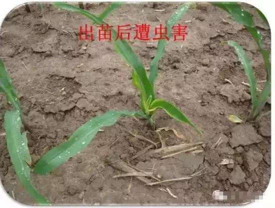玉米小苗卷叶是什么原因,玉米卷叶是什么原因引起的
