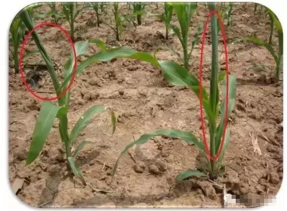 玉米小苗卷叶是什么原因,玉米卷叶是什么原因引起的