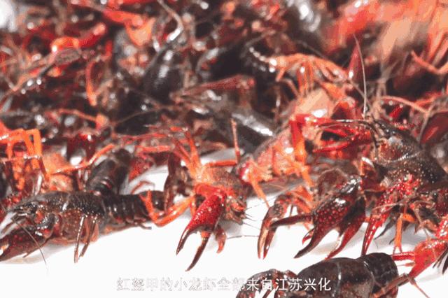 抖音150只小龙虾,抖音播放量破10万