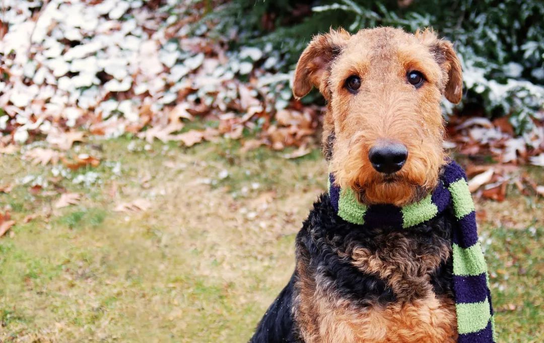 什么狗适合家养看门且不掉毛,什么品种的狗聪明乖巧不拆家