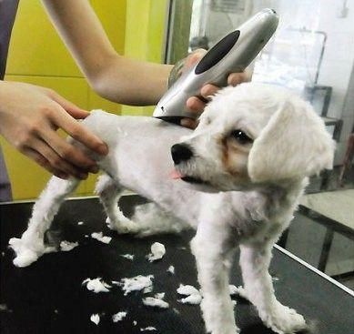 宠物剃光毛的反应视频,宠物店剃毛把狗弄伤