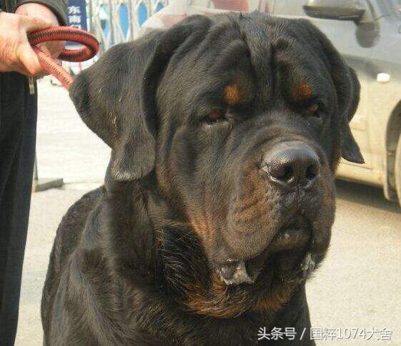 浅色素的罗威纳,陕系罗威纳犬