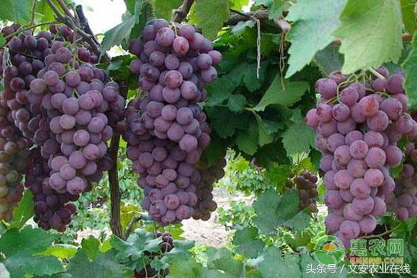 6月19日葡萄主产区价格汇总