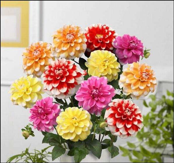 小丽花开花多久之后开始凋谢,小丽花有花苞不开花怎么办