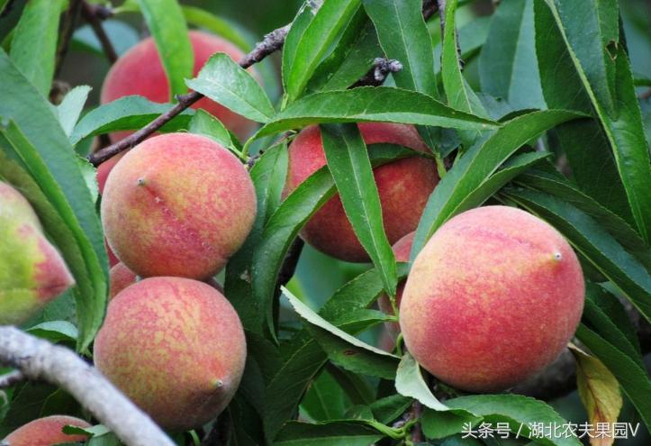 油桃蟠桃冬桃,蟠桃和碧桃区别是什么