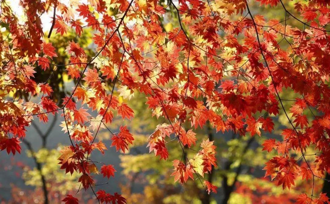 韩国世界杯不觉得耻辱吗,韩国这次世界杯赢的概率大吗