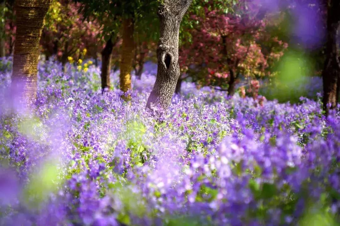 台儿庄古城最新免票政策,台儿庄古城对临沂人免门票吗