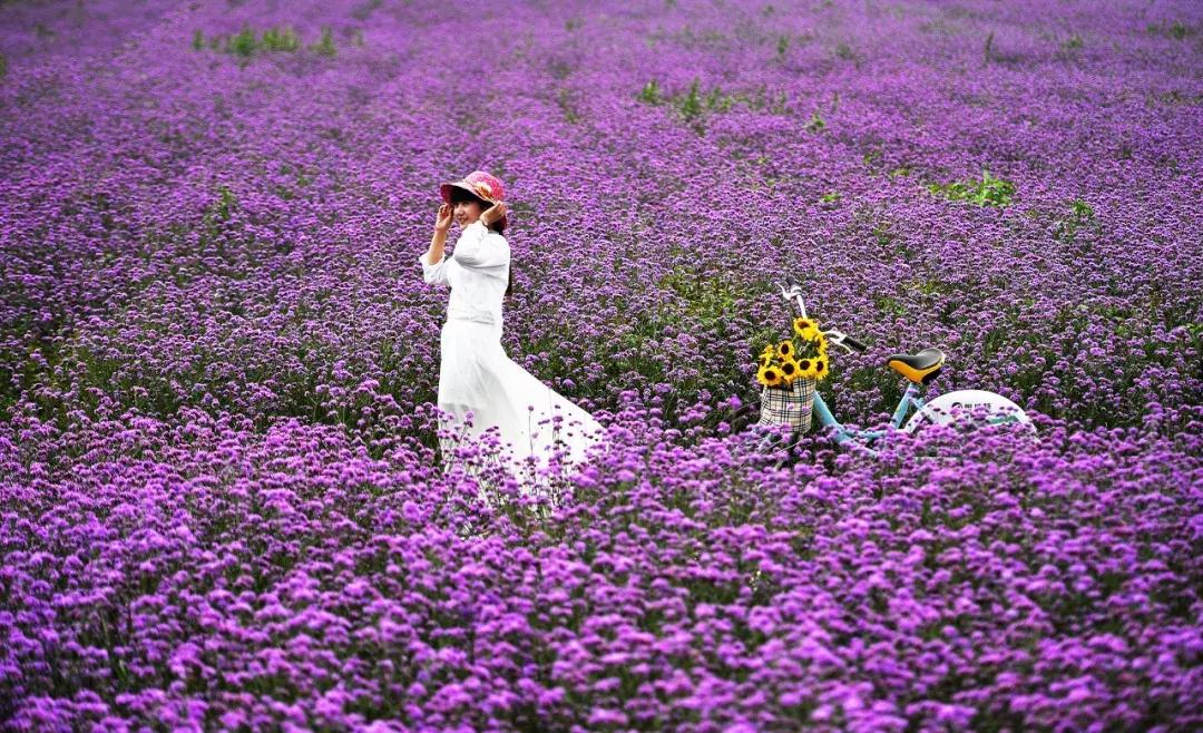 台儿庄古城最新免票政策,台儿庄古城对临沂人免门票吗