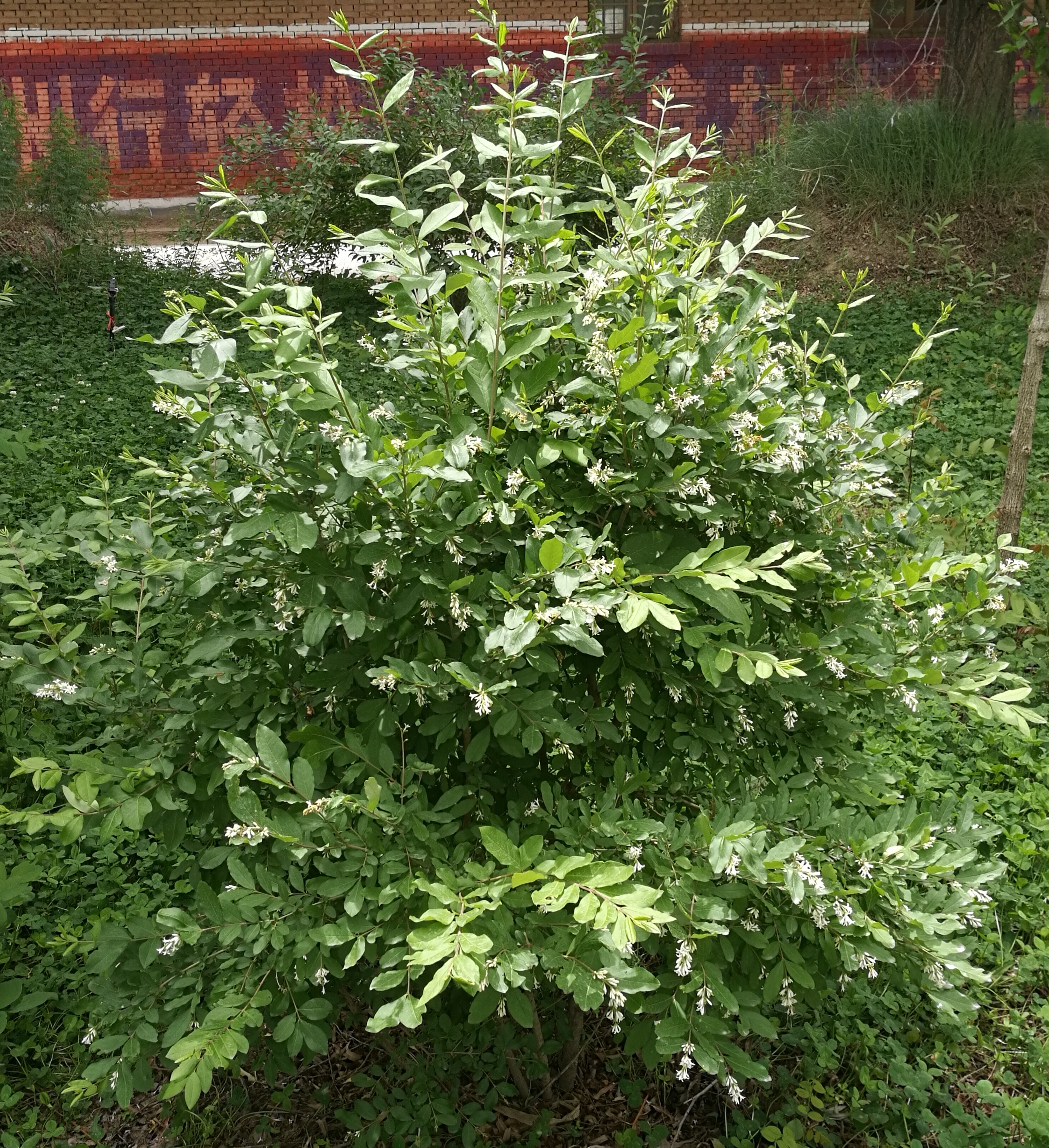 白银景观园林绿化多少钱,白银园林