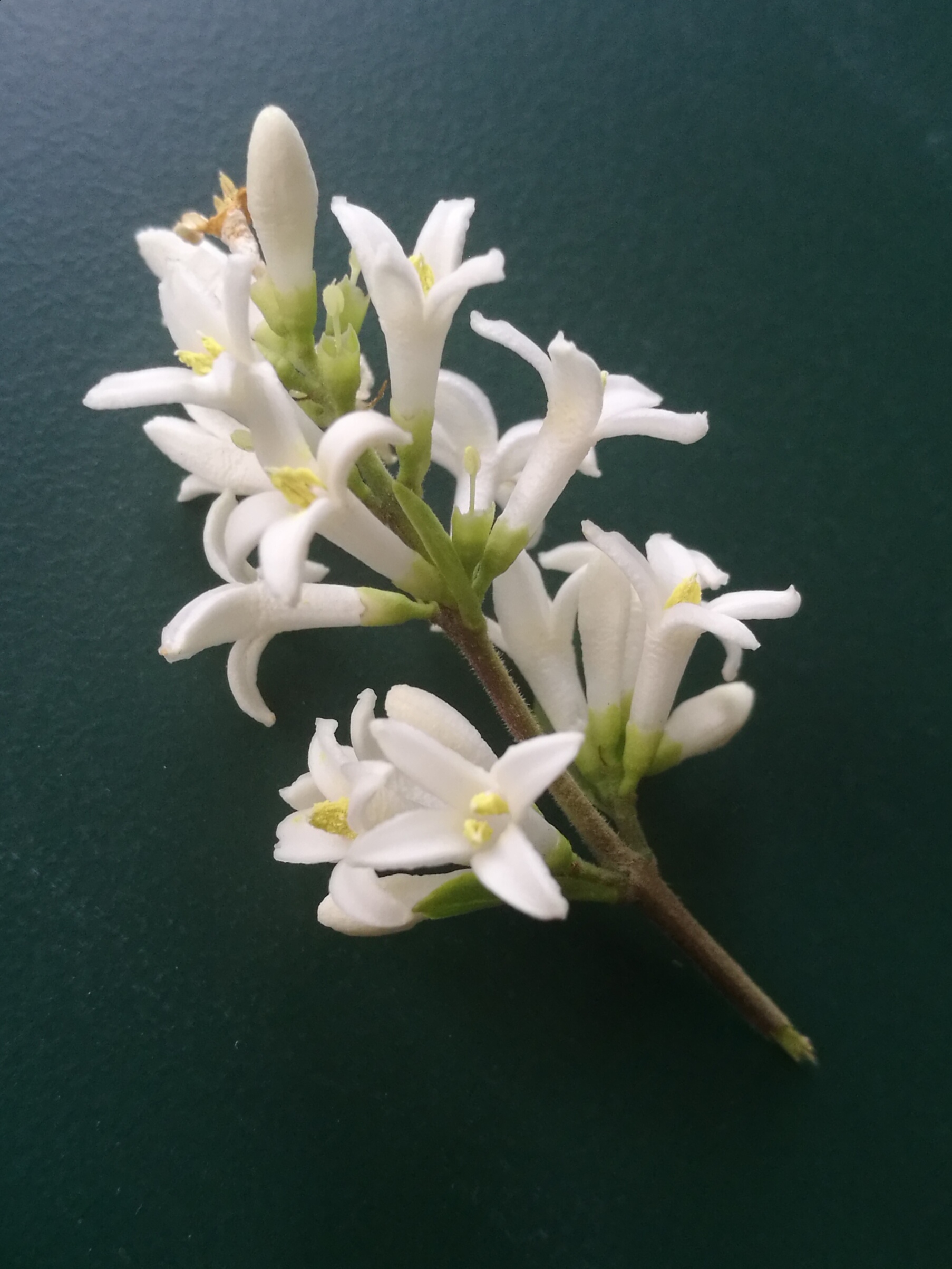 白银景观园林绿化多少钱,白银园林