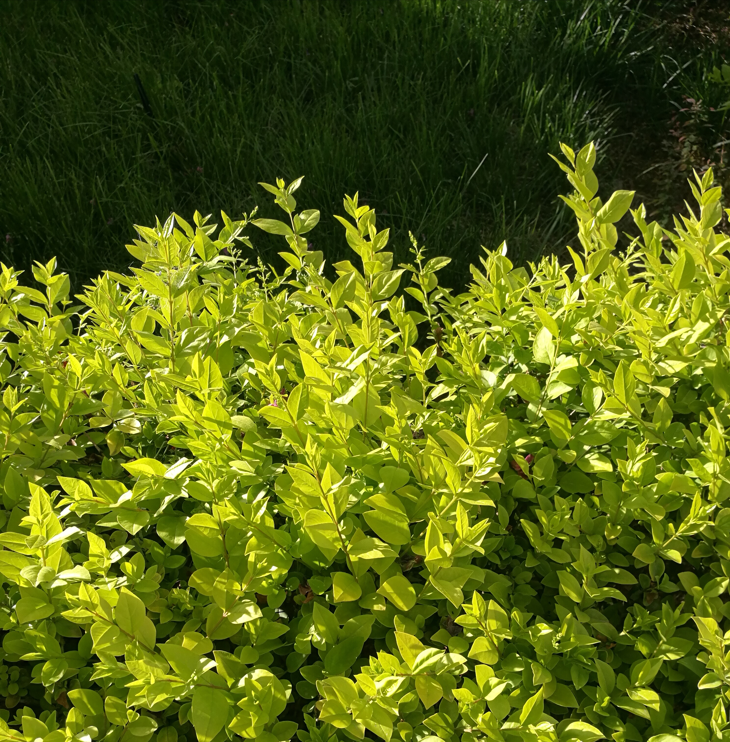 白银景观园林绿化多少钱,白银园林