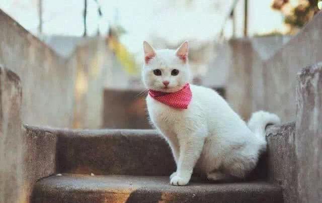 猫咪是土葬还是火葬,猫咪一般是什么病死