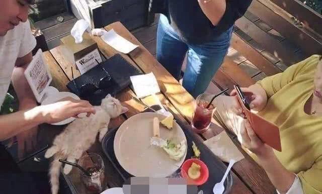 猫咪是土葬还是火葬,猫咪一般是什么病死